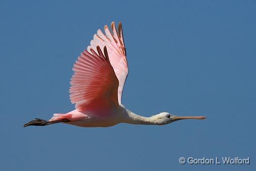 Roseate Spoonbill In Flight_43205.jpg - Roseate Spoonbill (Ajaia ajaja)Photographed along the Gulf coast on Mustang Island in Port Aransas, Texas, USA.